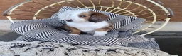 Dachshund dogs for sale: Dachshund Puppy 1 - Ad 4