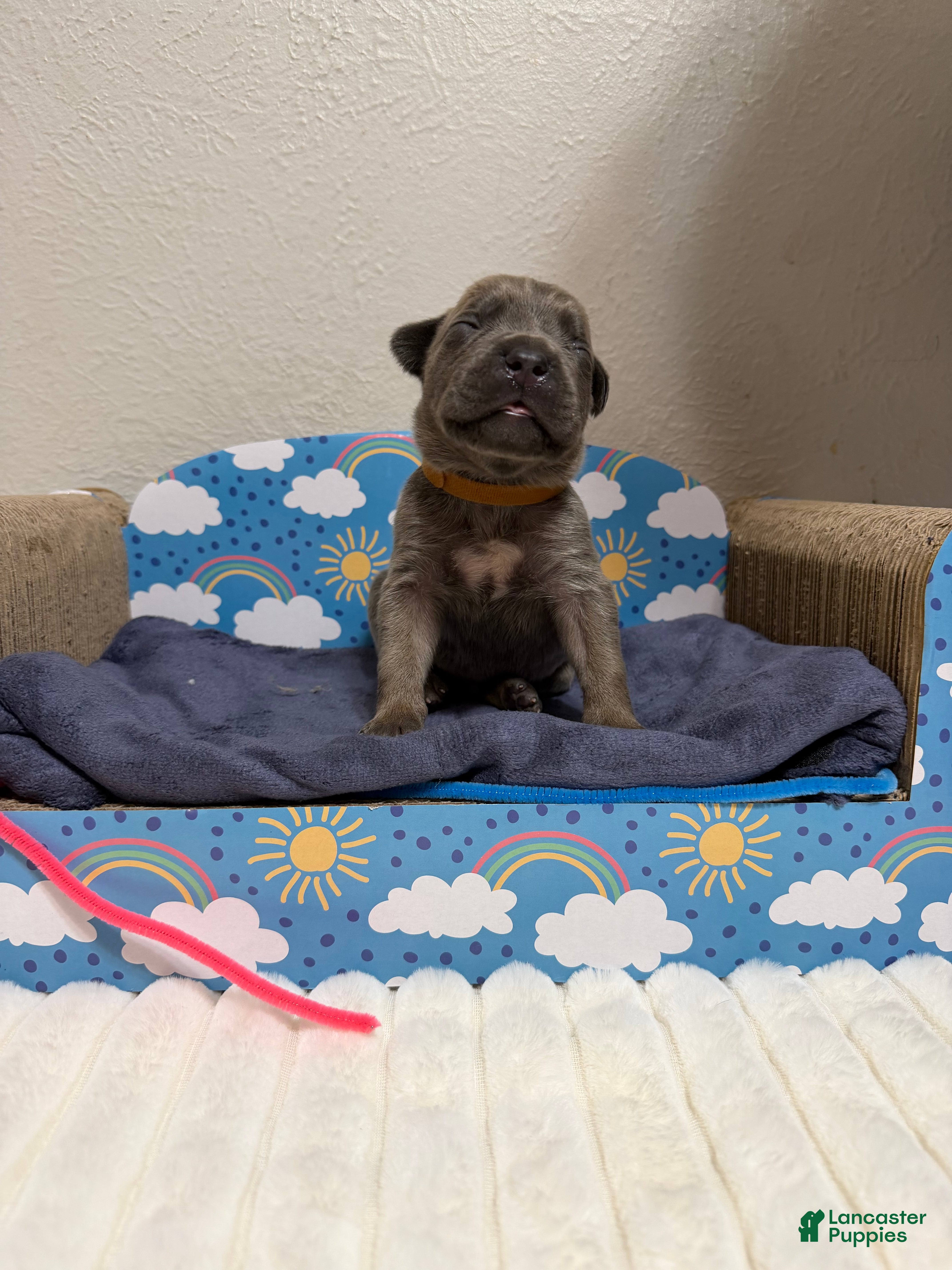 Cane Corso dogs yogi- brown collar  - Ad 37