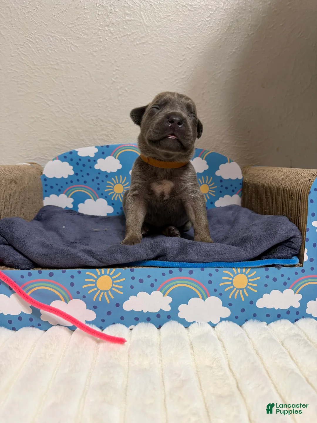 Cane Corso dogs for sale: yogi- brown collar  - Ad 1