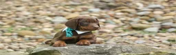 Doberman Pinscher dogs for sale:  Dexter (Red Rust)🐶 - Ad 7