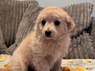 Pomapoo dogs Betty - Ad 19