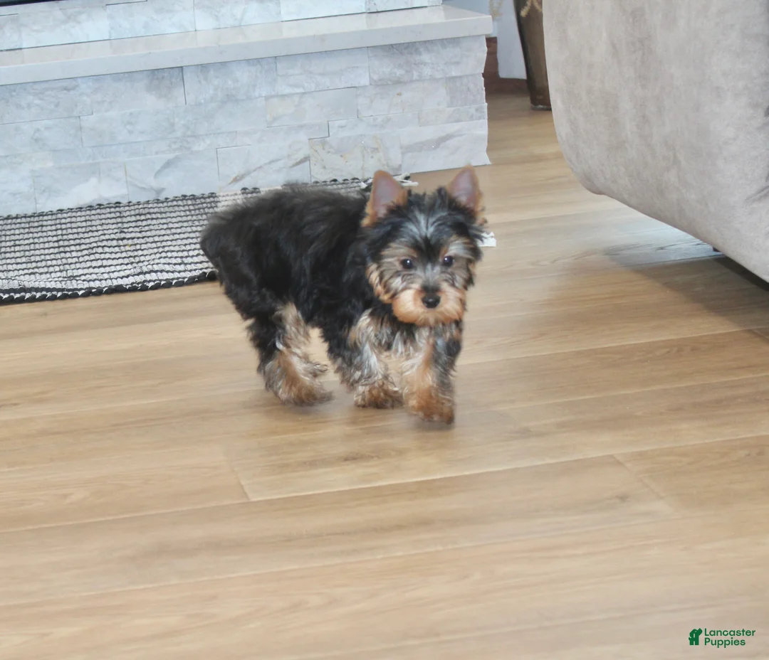 Yorkshire Terrier dogs for sale: Yorkshire Terrier Puppy 1 - Ad 7