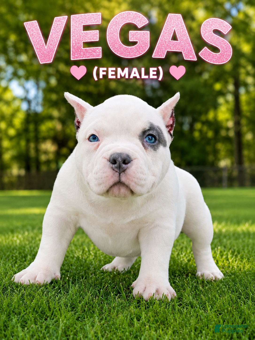 American Bully dogs Vegas - Ad 11