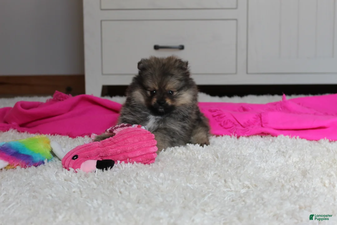 Pomeranian dogs for sale: Delilah - Ad 9
