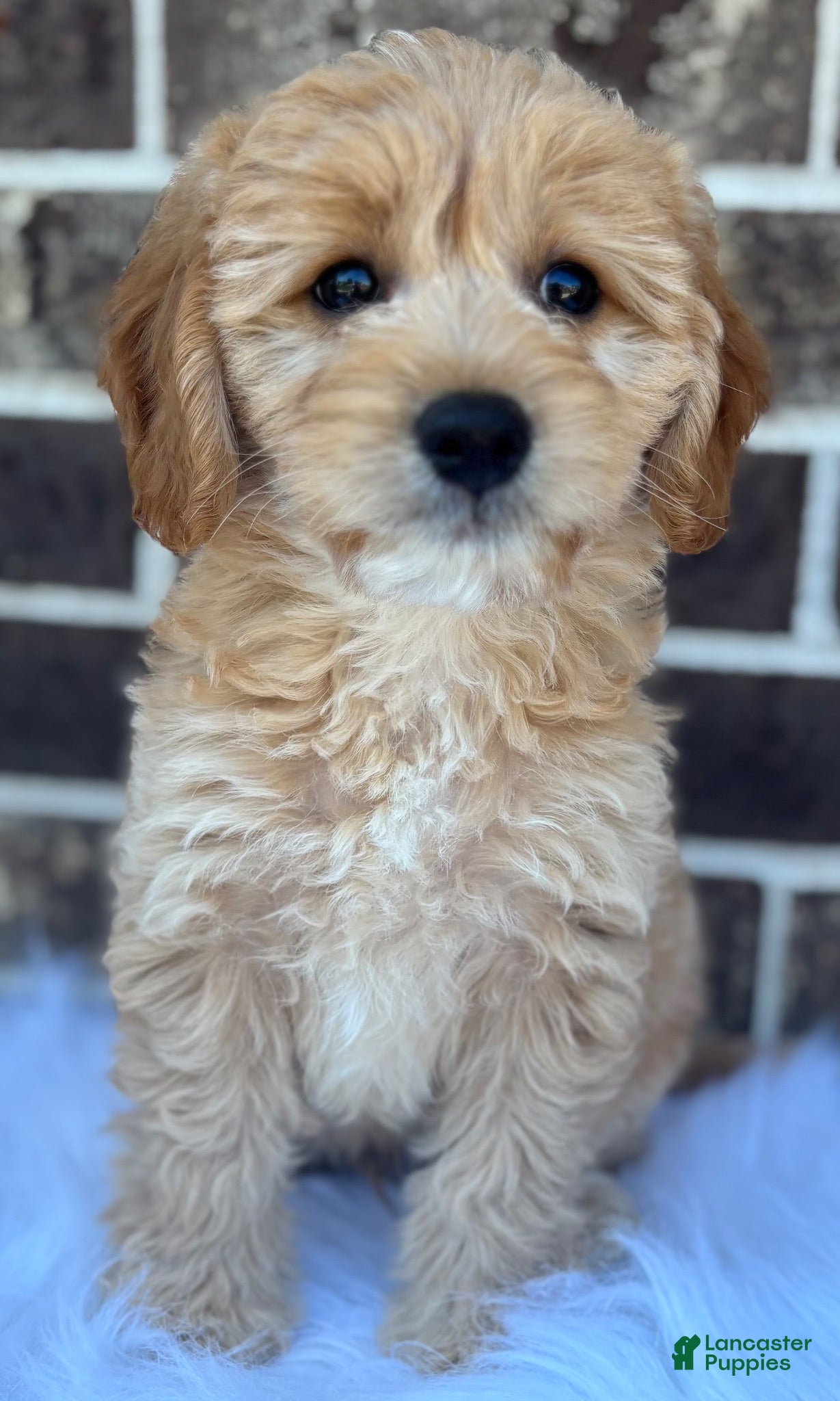 Mini Goldendoodle dogs Mini Goldendoodle 2 - Ad 1