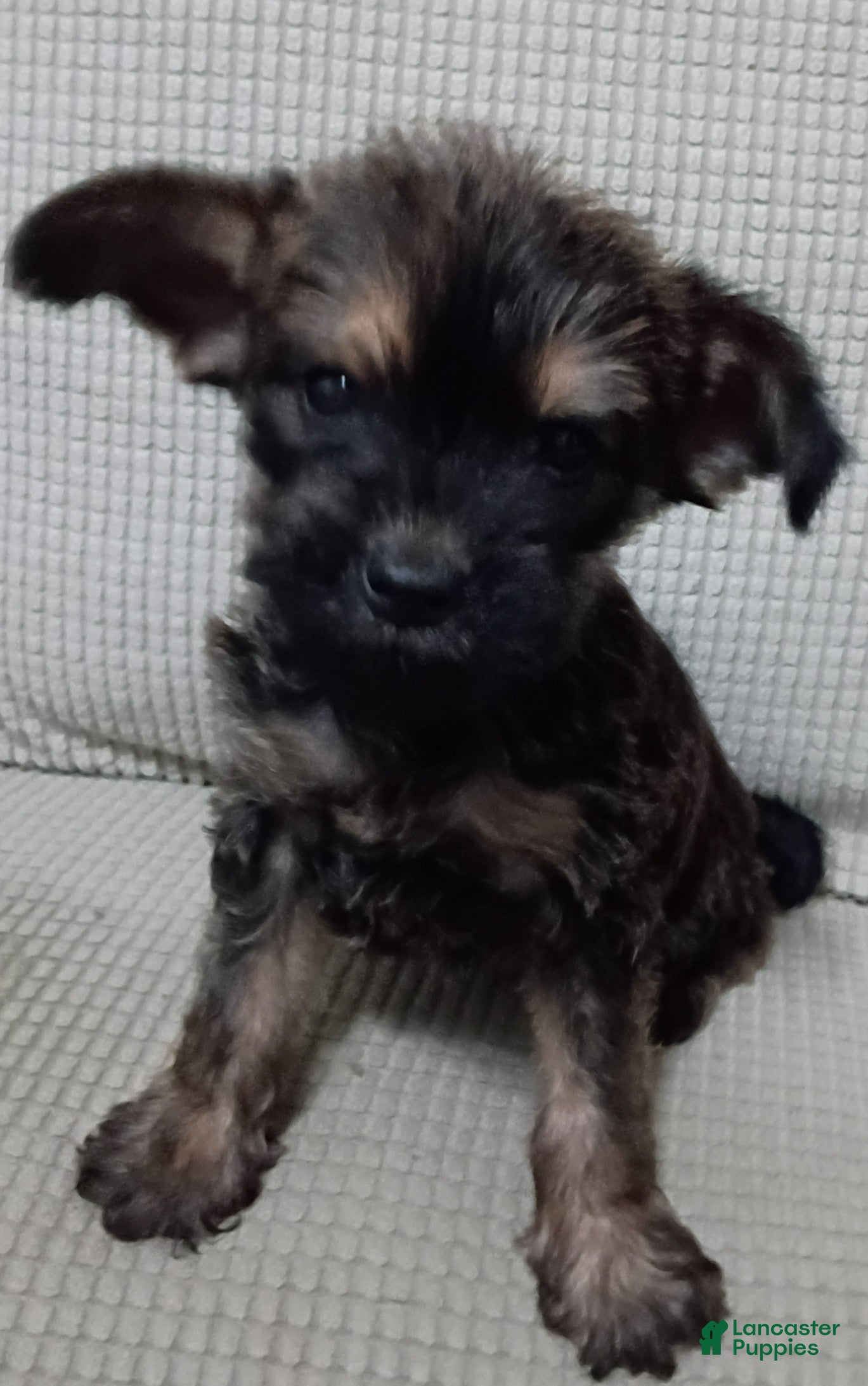 Mixed Breed dogs Yorkie mix trex - Ad 38