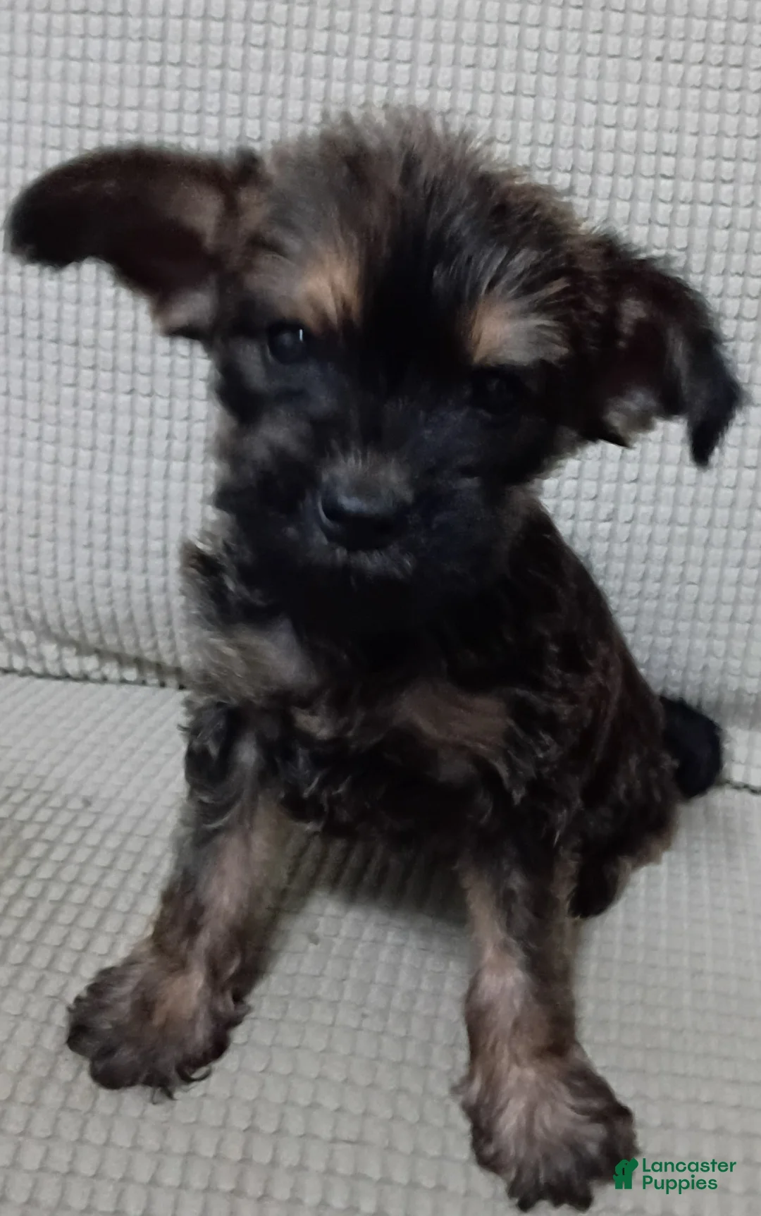 Mixed Breed dogs for sale: Yorkie mix trex - Ad 1