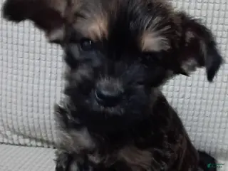 Mixed Breed dogs Yorkie mix trex - Ad 38