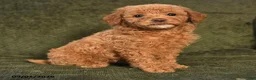 Miniature Poodle dogs for sale: Hank - Ad 4