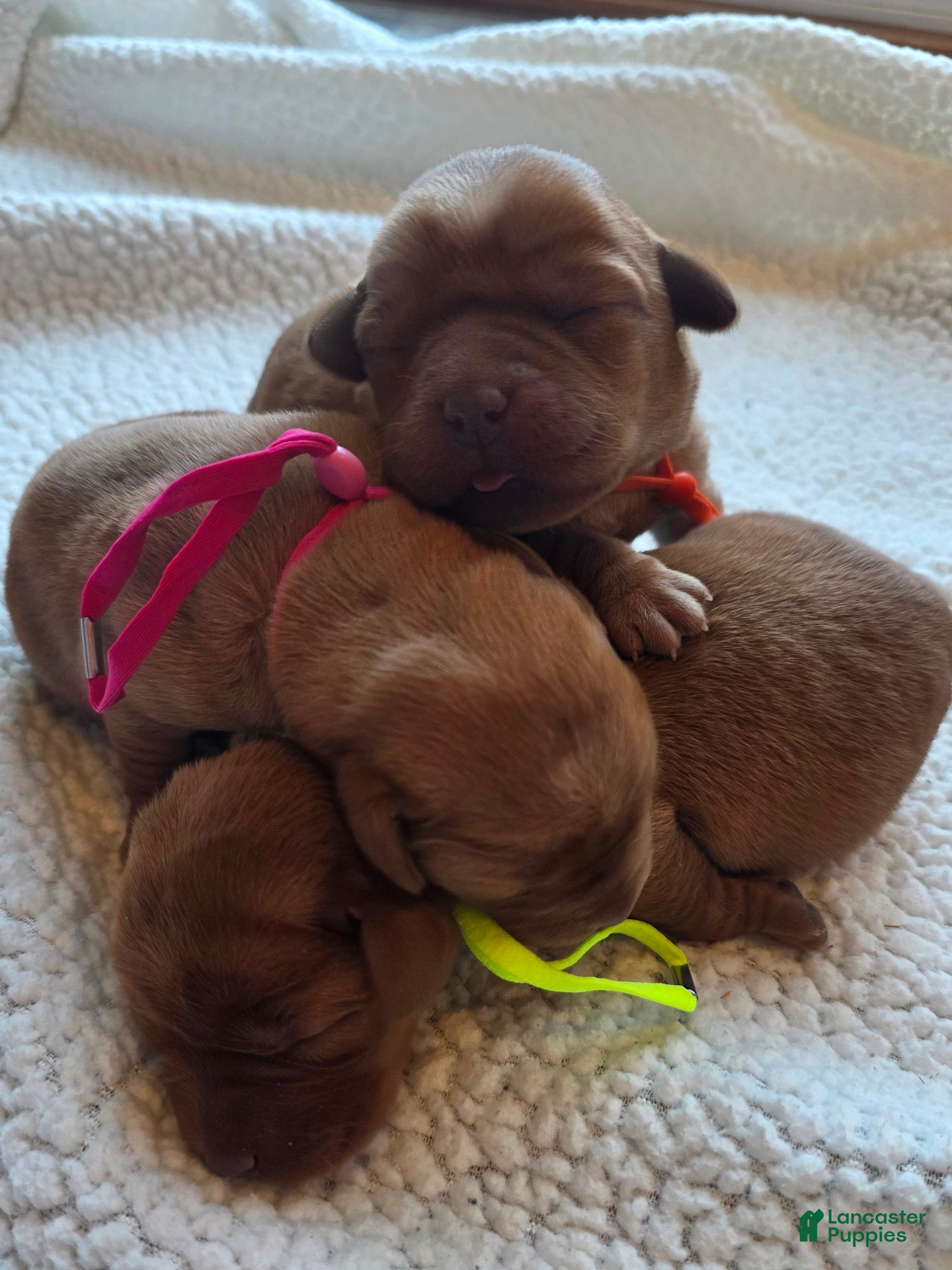 Labrador Retriever dogs Labrador Retriever Puppy 3 - Ad 1