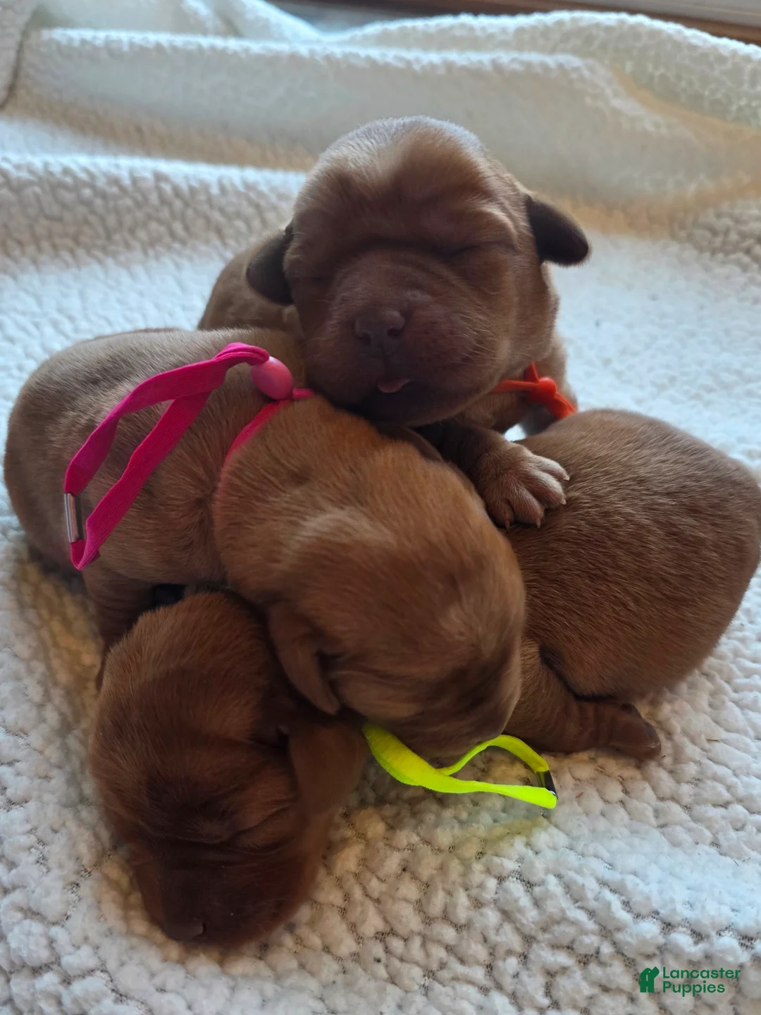 Labrador Retriever dogs for sale: Labrador Retriever Puppy 3 - Ad 1