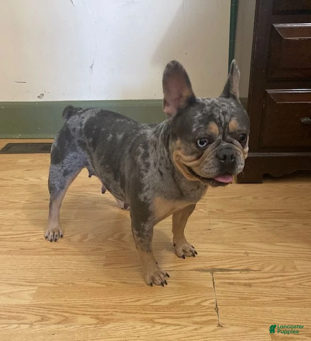 French Bulldog dogs for sale: Harvey- fluffy - Ad 6