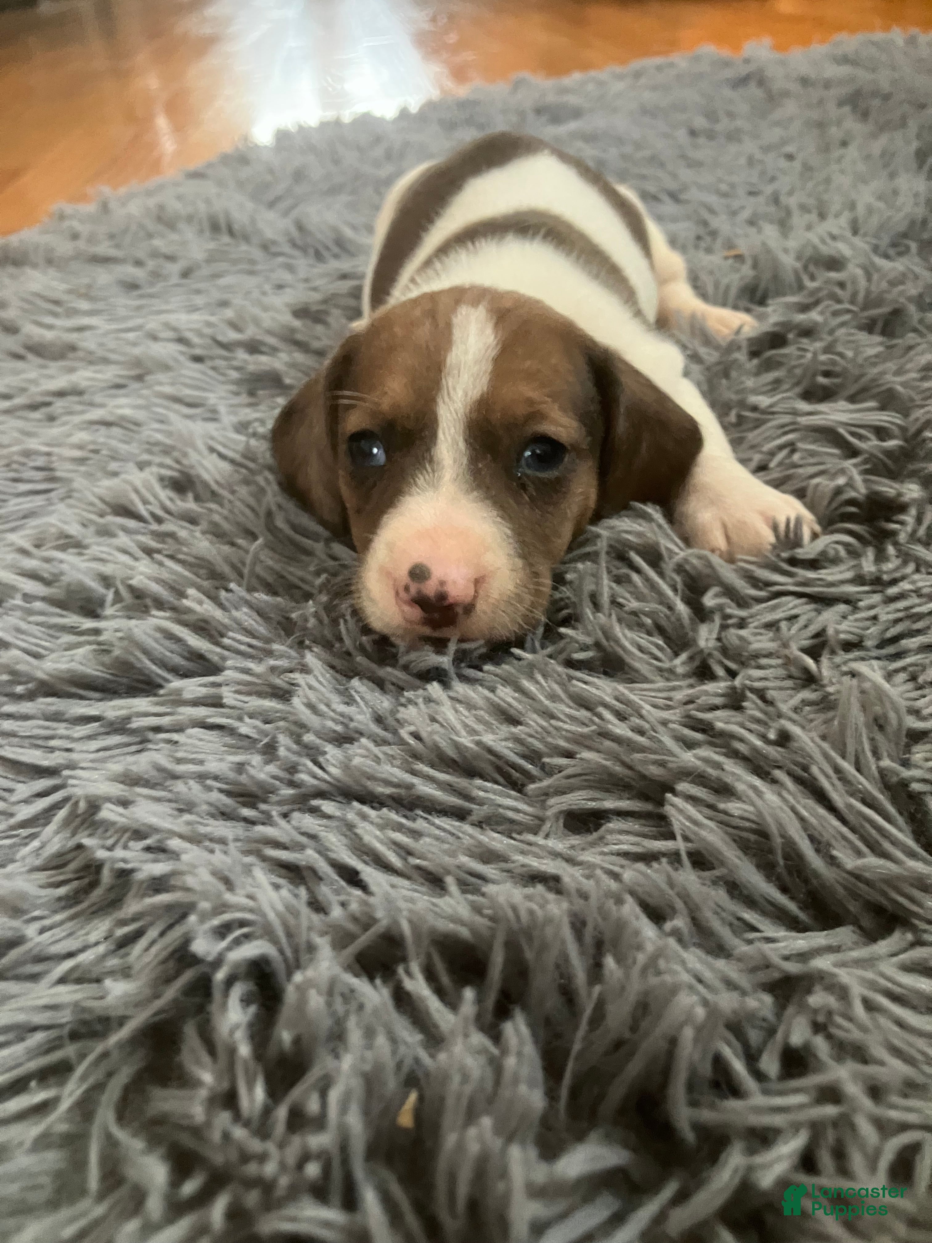 Miniature Dachshund dogs Akc Lyle - Ad 35