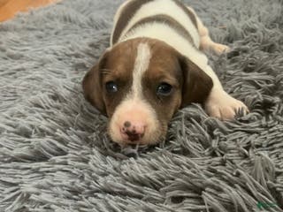 Miniature Dachshund dogs Akc Lyle - Ad 35