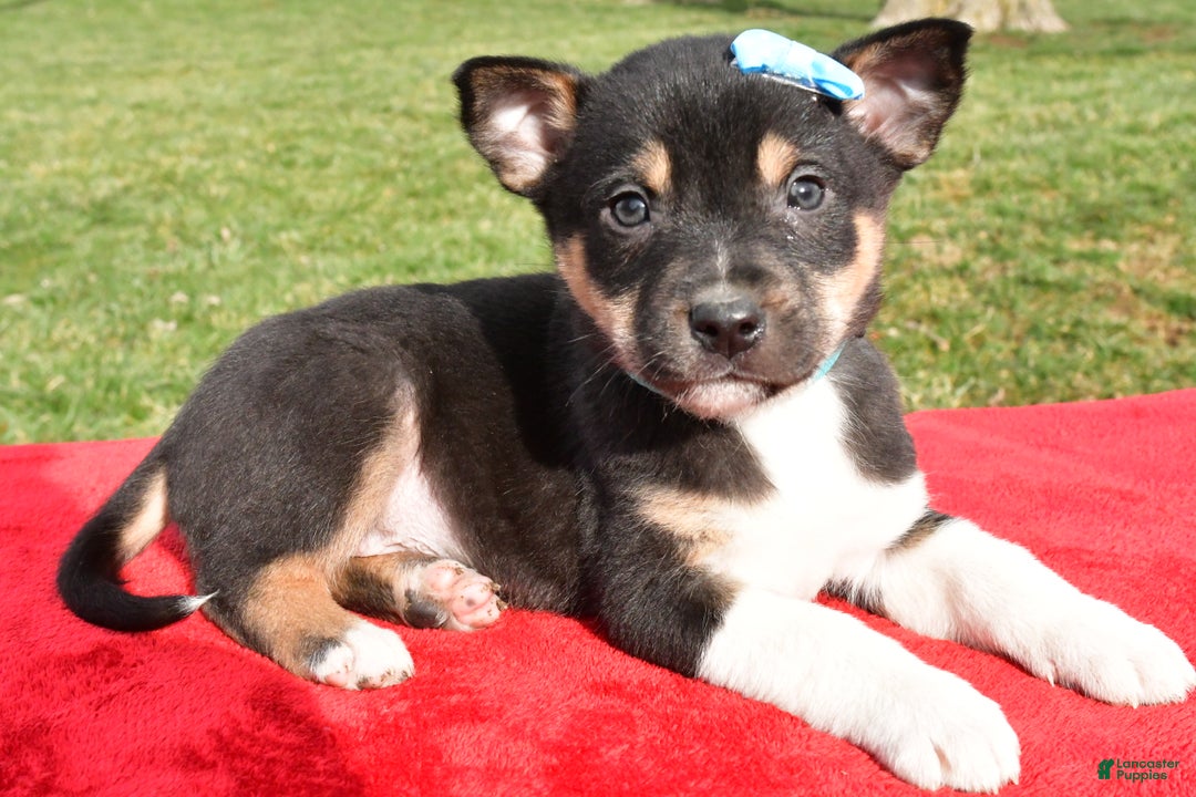 Mixed Breed dogs for sale: Miles - Ad 9