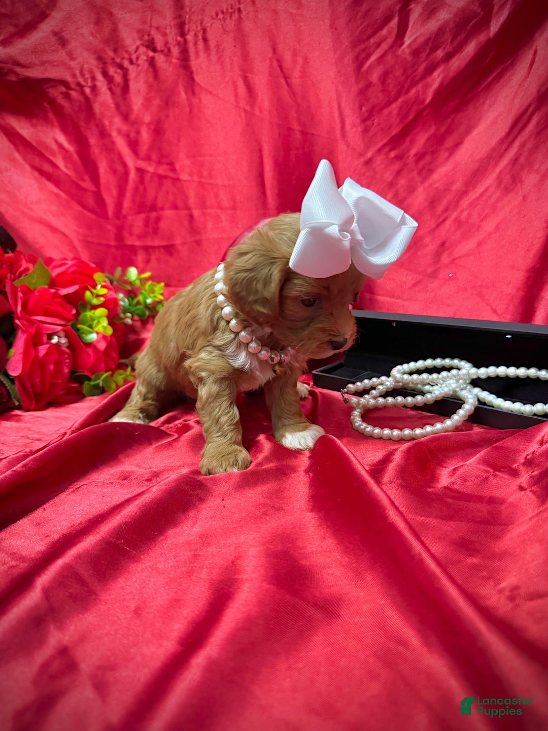 Yorkiepoo dogs for sale: Butterfinger  - Ad 8