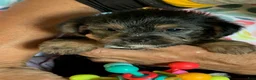 Shorkie dogs for sale: Shorkie 3 - Ad 1