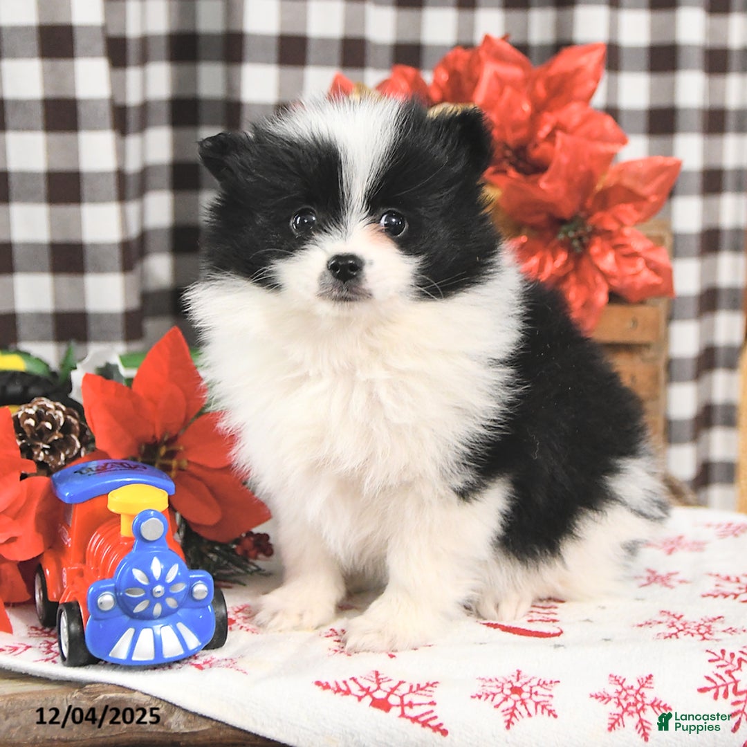 Pomeranian dogs for sale: Peace - Ad 2