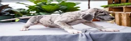 Great Dane dogs for sale: Mozark - Ad 10