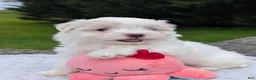 Maltese dogs for sale: Maltese 2 - Ad 8