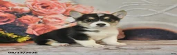 Welsh Corgi Pembroke dogs for sale: Lila  - Ad 3
