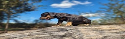 Catahoula Leopard Dog dogs for sale: Bug 2025 Female 2 - Ad 5