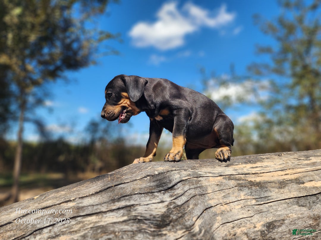 Catahoula Leopard Dog dogs for sale: Bug 2025 Female 2 - Ad 5