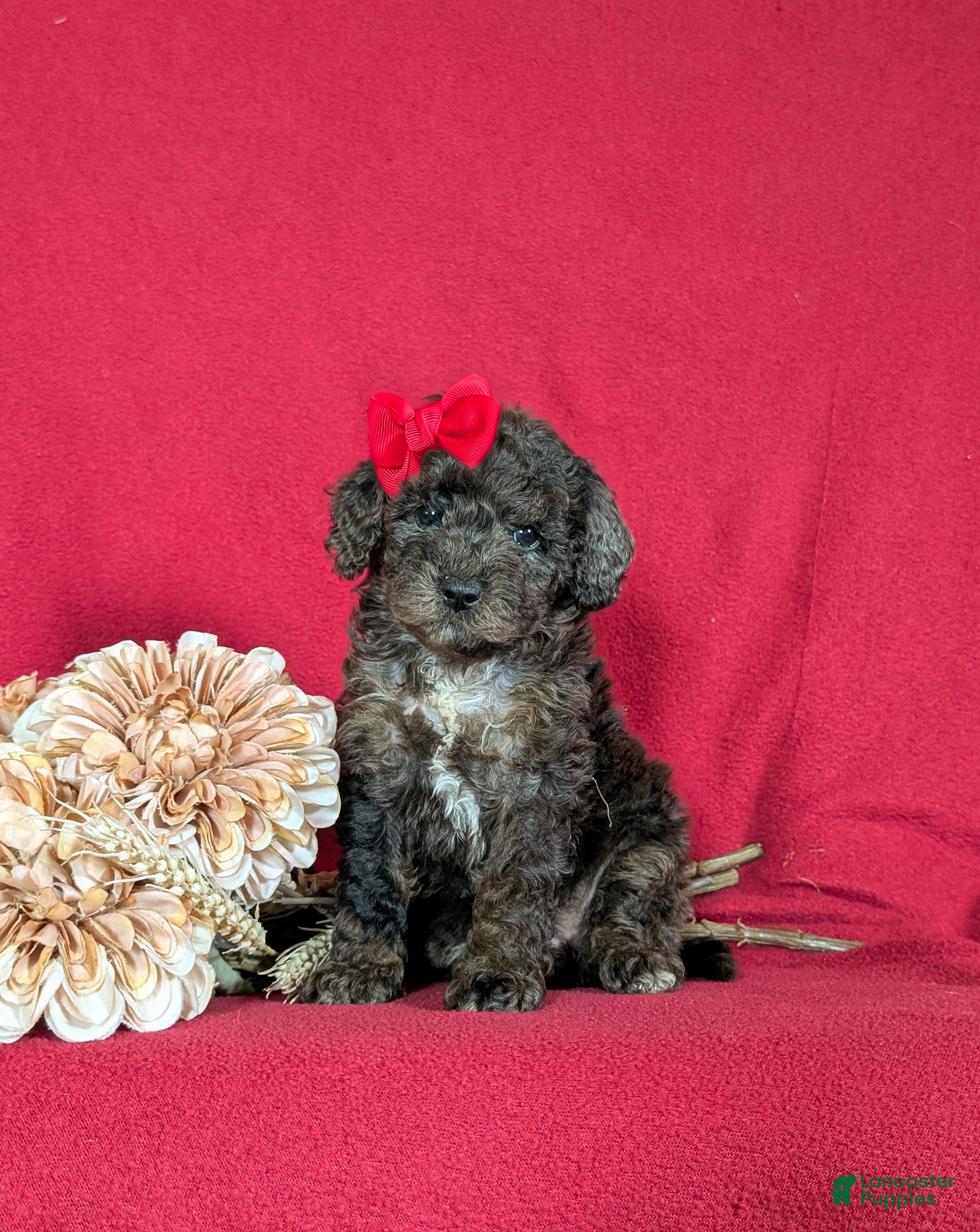 Miniature Poodle dogs Pansy - Ad 1