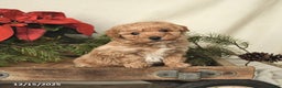 Sheltiedoodle dogs for sale: Raine - Ad 2