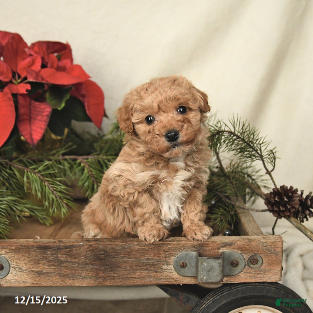 Sheltiedoodle dogs for sale: Raine - Ad 2