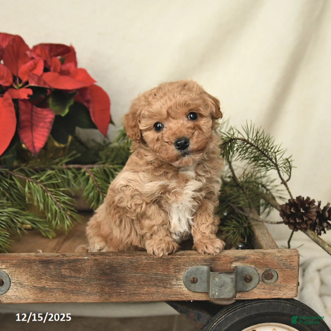 Sheltiedoodle dogs for sale: Raine - Ad 2