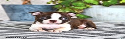 Boston Terrier dogs for sale: Ruthie - Ad 2