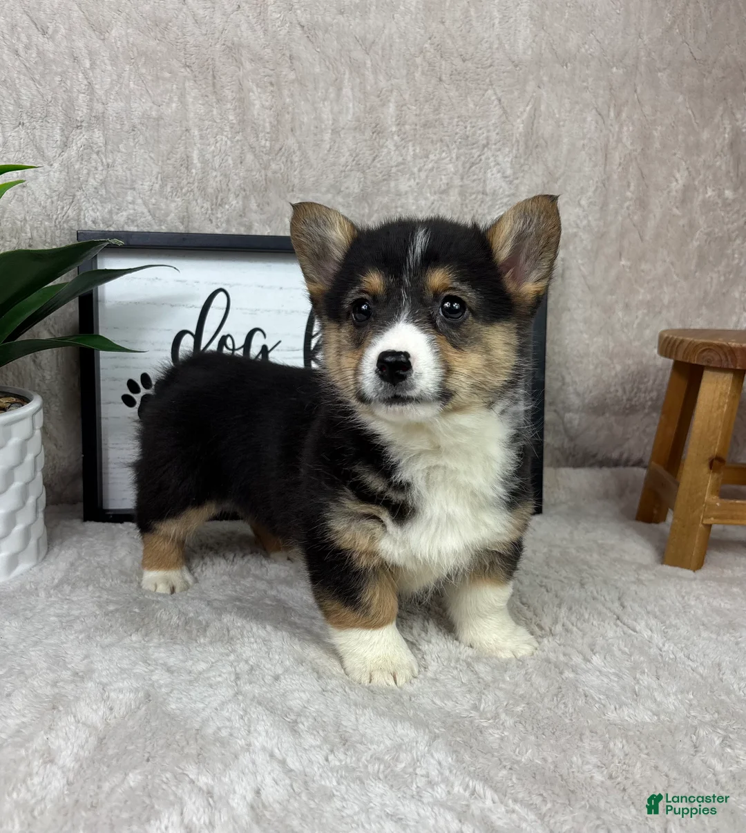 Welsh Corgi Pembroke dogs for sale: Parker - Ad 5