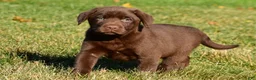 Labrador Retriever dogs for sale: Libby - Ad 8