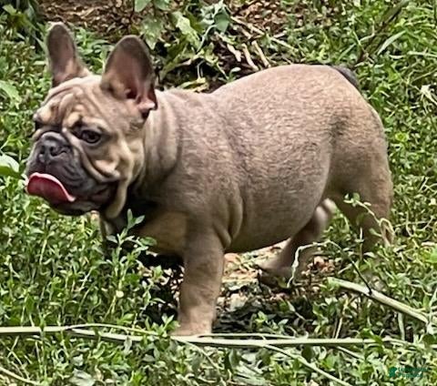French Bulldog dogs for stud: Loki - Stud - Ad 2