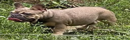 French Bulldog dogs for stud: Loki - Stud - Ad 2