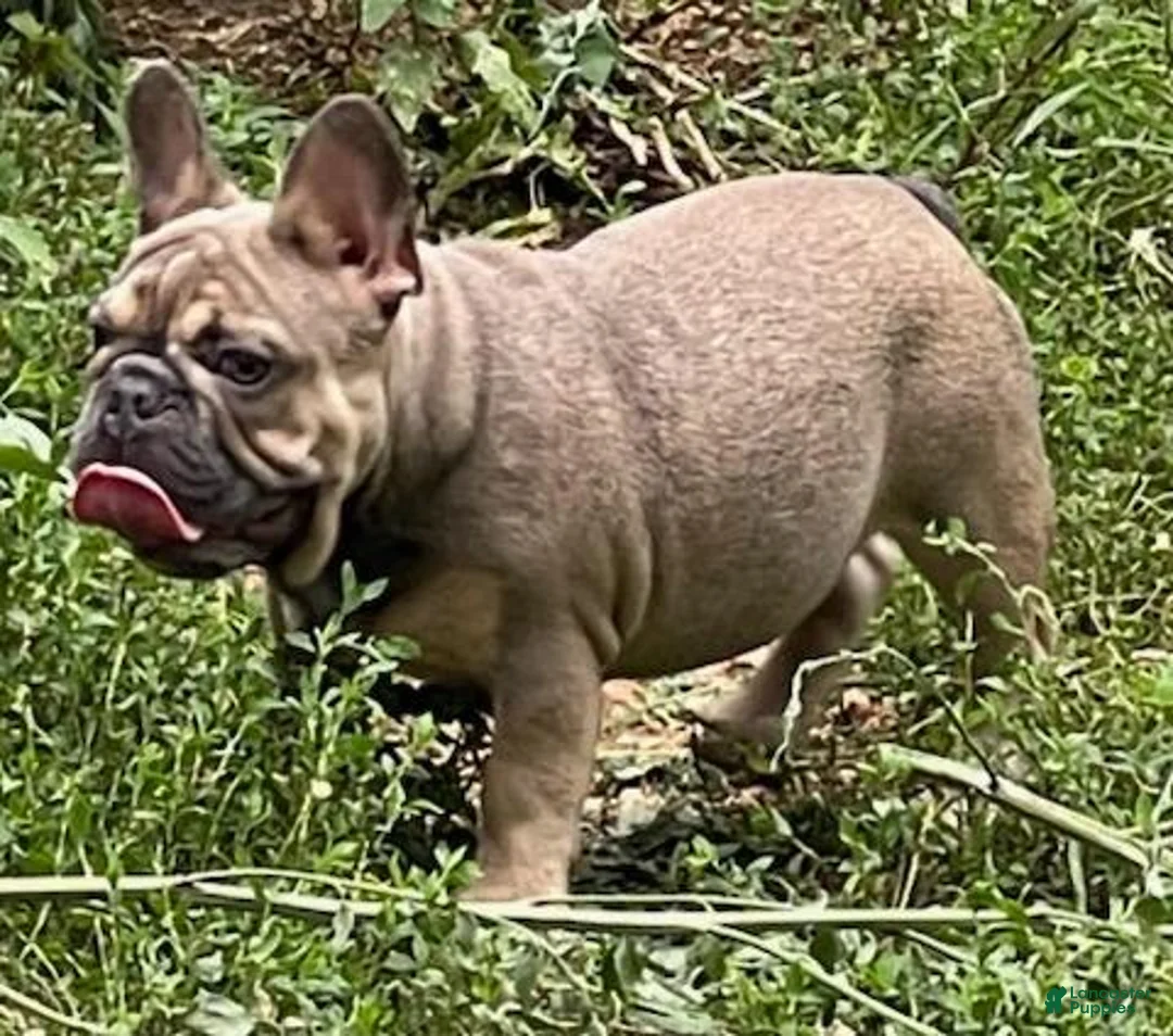 French Bulldog dogs for stud: Loki - Stud - Ad 2