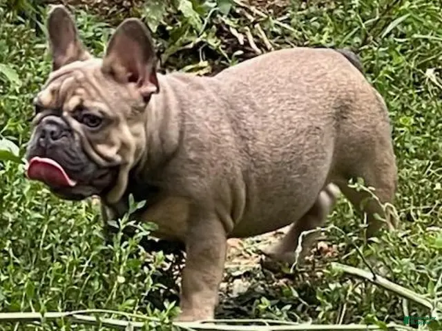 French Bulldog dogs for stud: Loki - Stud - Ad 2