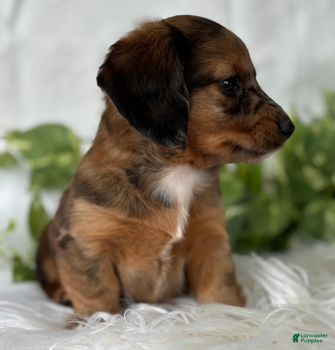 Miniature Dachshund dogs for sale: Sundance Kid Miniature Dachshund  - Ad 14