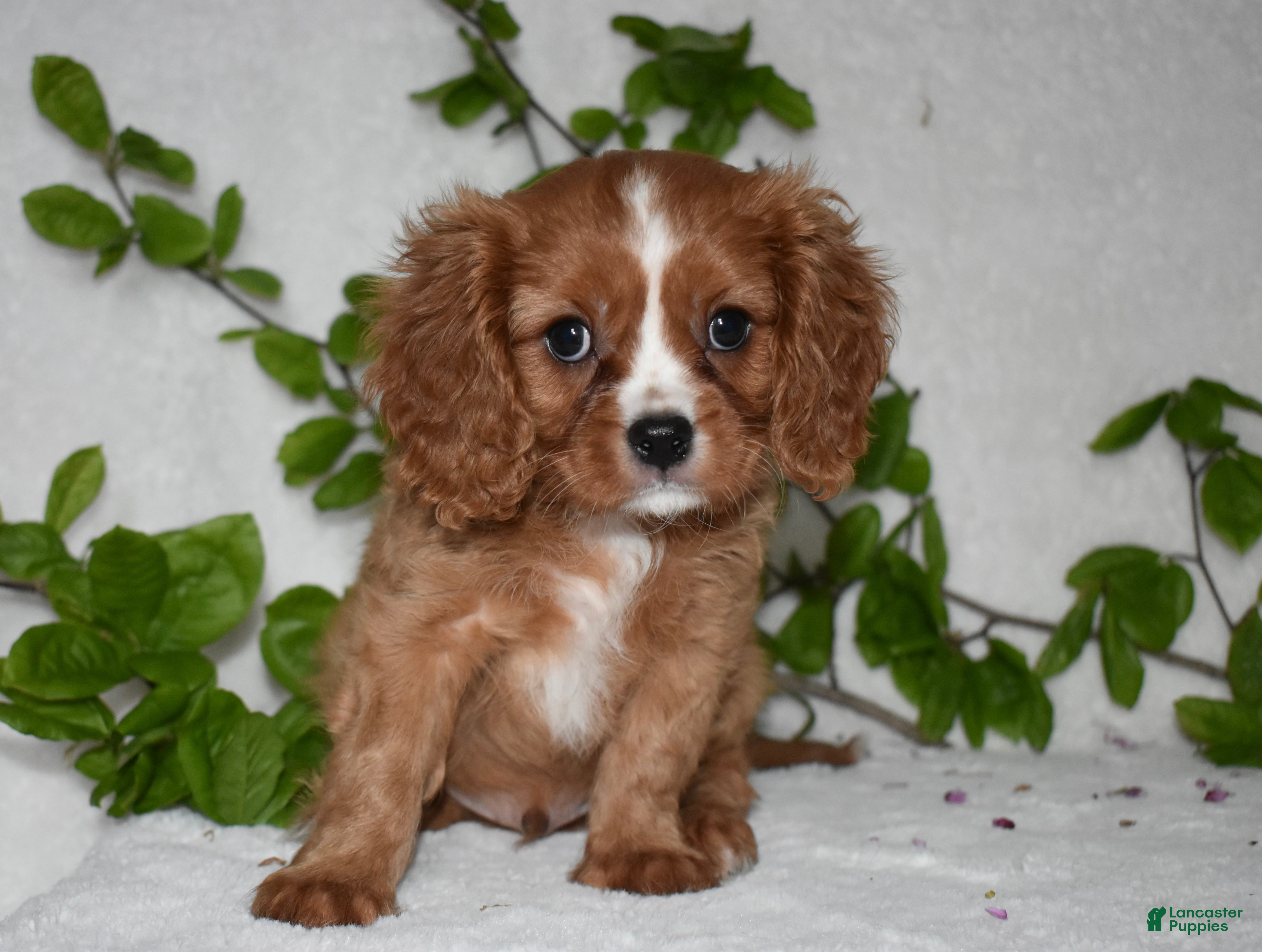 Cavalier King Charles Spaniel dogs Riley - Ad 15