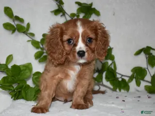Cavalier King Charles Spaniel dogs Riley - Ad 15