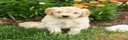 Mini Goldendoodle dogs for sale: Copper - Ad 1