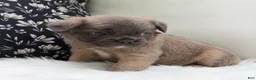 French Bulldog dogs for sale: Ash - Ad 5