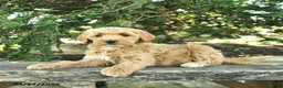 Goldendoodle dogs for sale: Monty - Ad 8