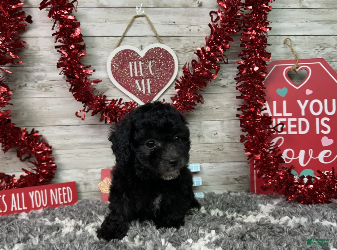 Miniature Poodle dogs for sale: Lambo - Ad 5