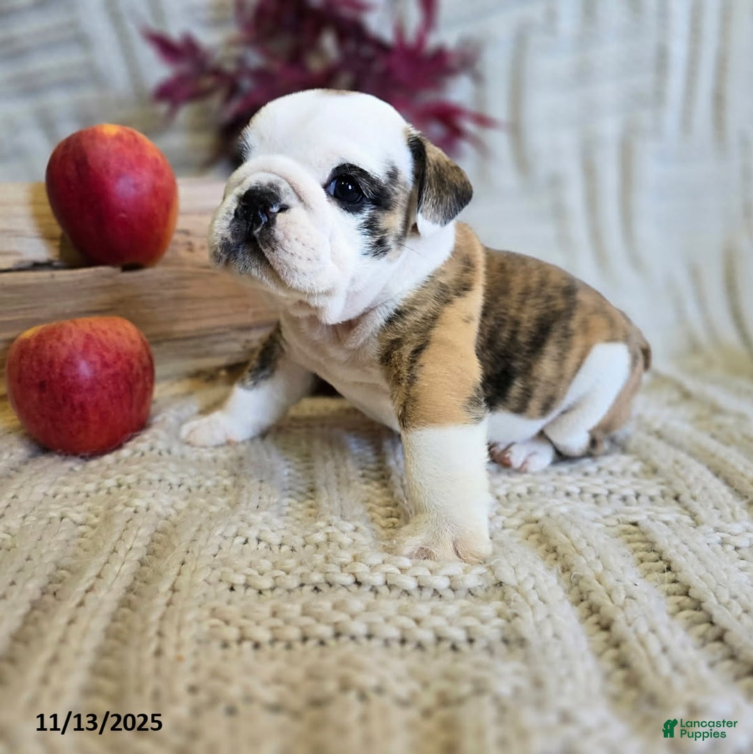 English Bulldog dogs for sale: Timmy - Ad 14