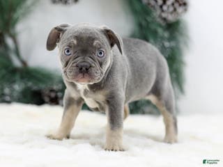 French Bulldog dogs Iris - Ad 5