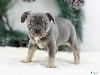 French Bulldog dogs Iris - Ad 36