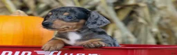 Miniature Dachshund dogs for sale:  Zino 🐕 - Ad 13