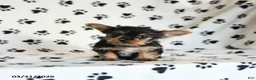 Yorkshire Terrier dogs for sale: Paula - Ad 3